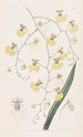 Oncidium with linden leaves - Sydenham Edwards — artwork view