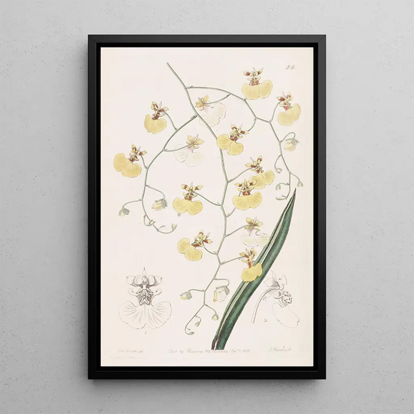 Oncidium with linden leaves - Sydenham Edwards — framed artwork on a wall