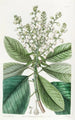 Arbousier or strawberry tree tall - Sydenham Edwards — artwork view
