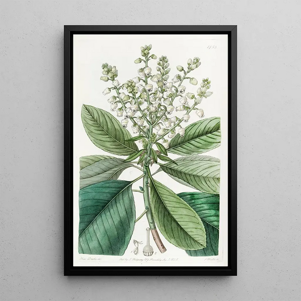Arbousier or strawberry tree tall - Sydenham Edwards — framed artwork on a wall