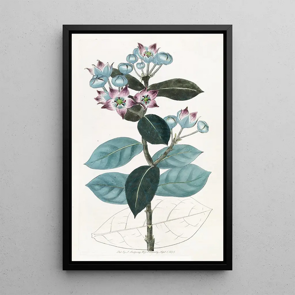 Calotropis haut - Sydenham Edwards — framed artwork on a wall