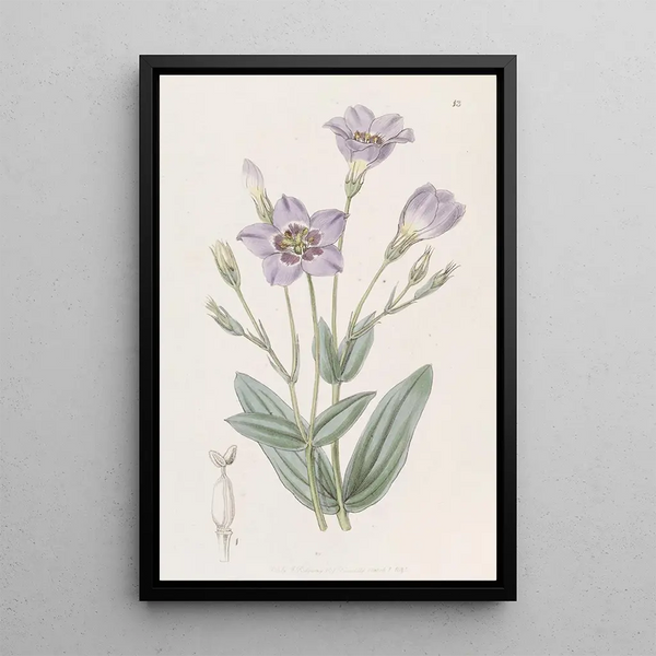Eustoma haut - Sydenham Edwards — framed artwork on a wall
