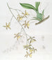 Largest Oncidium Painting - Sydenham Edwards — artwork view