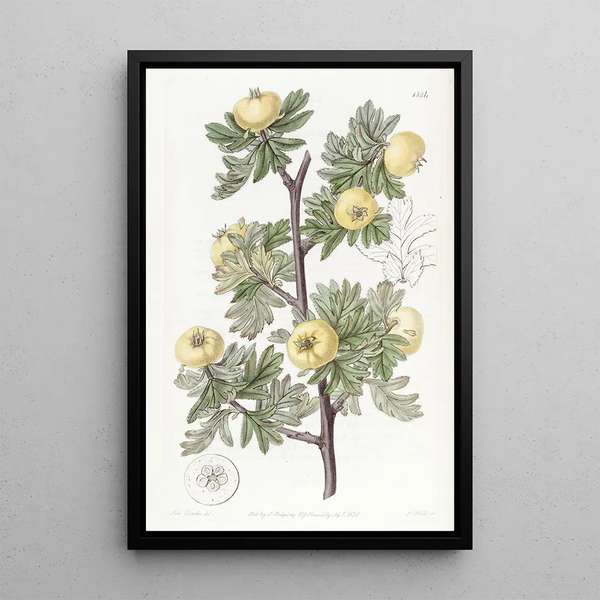 Hawthorn with Tansy Leaves - Sydenham Edwards — framed artwork on a wall