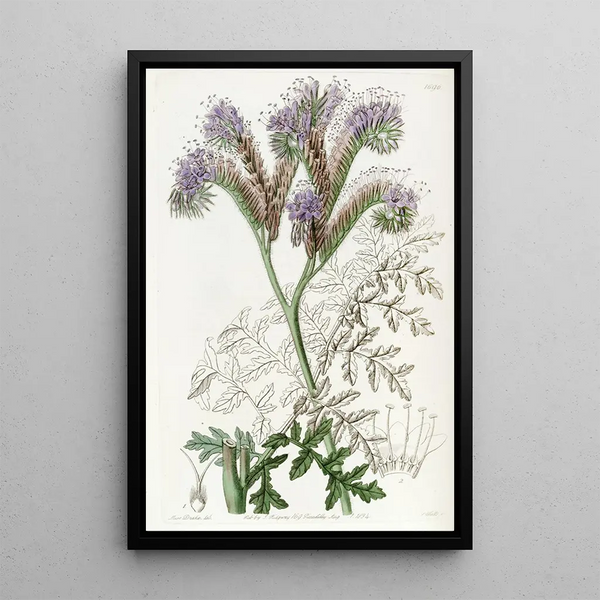 Phacelia with Tansy Leaves - Sydenham Edwards — framed artwork on a wall