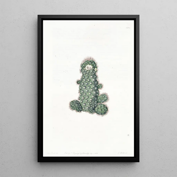 Mammillaria effilée - Sydenham Edwards — framed artwork on a wall