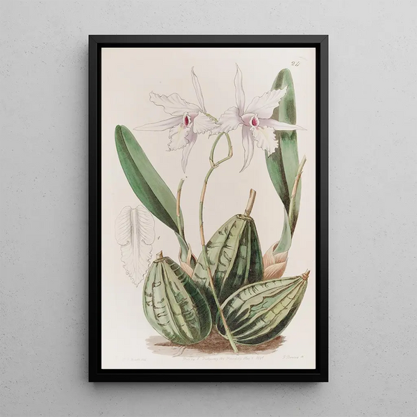 Laelia effilée - Sydenham Edwards — framed artwork on a wall