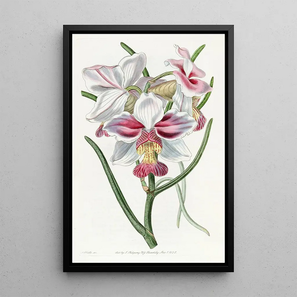 Vanda with tapered leaves - Sydenham Edwards — framed artwork on a wall
