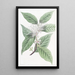 Câprier à pointe effilée - Sydenham Edwards — framed artwork on a wall