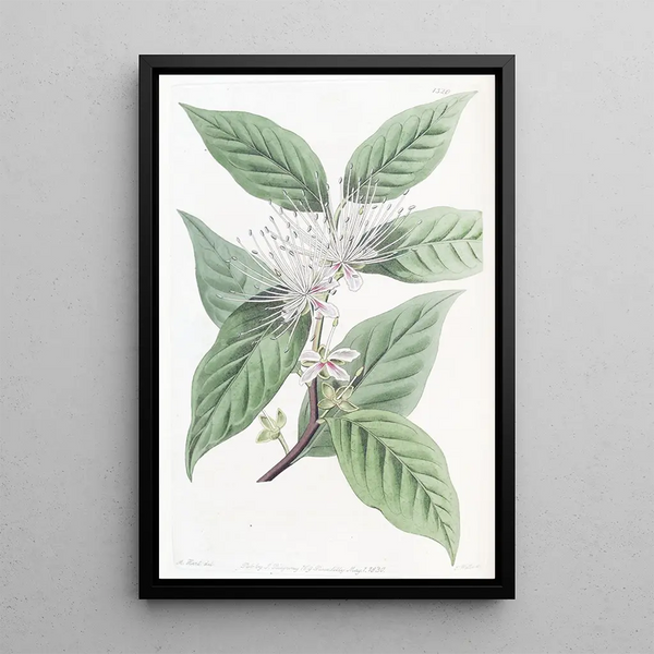 Câprier à pointe effilée - Sydenham Edwards — framed artwork on a wall