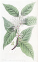 Câprier à pointe effilée - Sydenham Edwards — artwork view