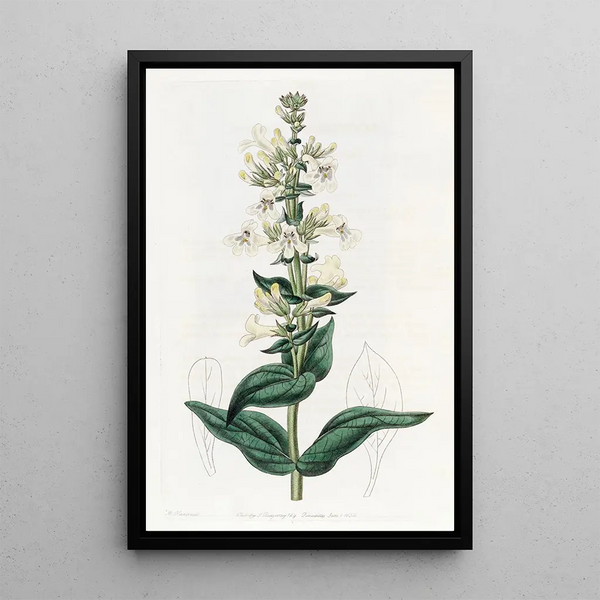 Pentstémon with pointed tip - Sydenham Edwards — framed artwork on a wall