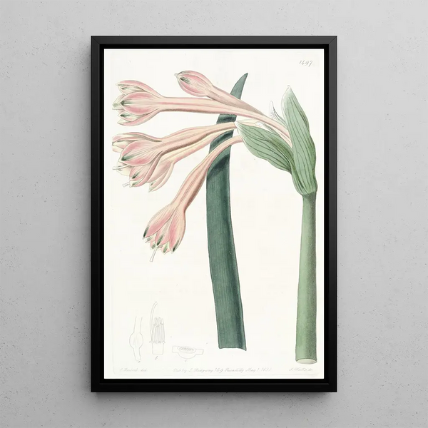 Coburgia Fauve - Sydenham Edwards — framed artwork on a wall