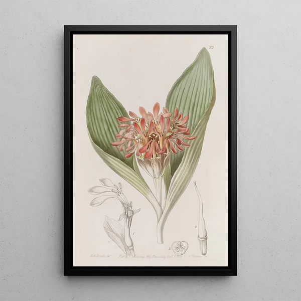 Daubenya Fauve - Sydenham Edwards — framed artwork on a wall