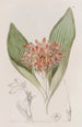 Daubenya Fauve - Sydenham Edwards — artwork view