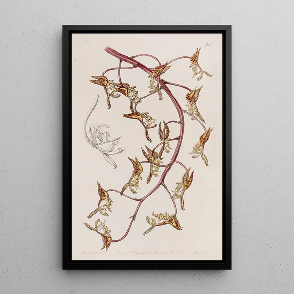 Gongora à fleurs fauves - Sydenham Edwards — framed artwork on a wall