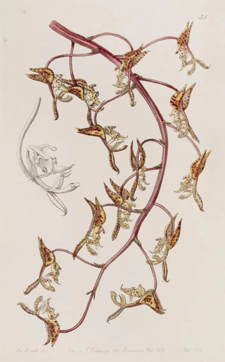 Gongora à fleurs fauves - Sydenham Edwards — artwork view