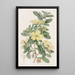 Condollea tétrandrée - Sydenham Edwards — framed artwork on a wall