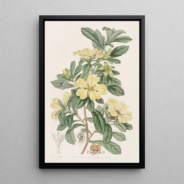Condollea tétrandrée - Sydenham Edwards — framed artwork on a wall