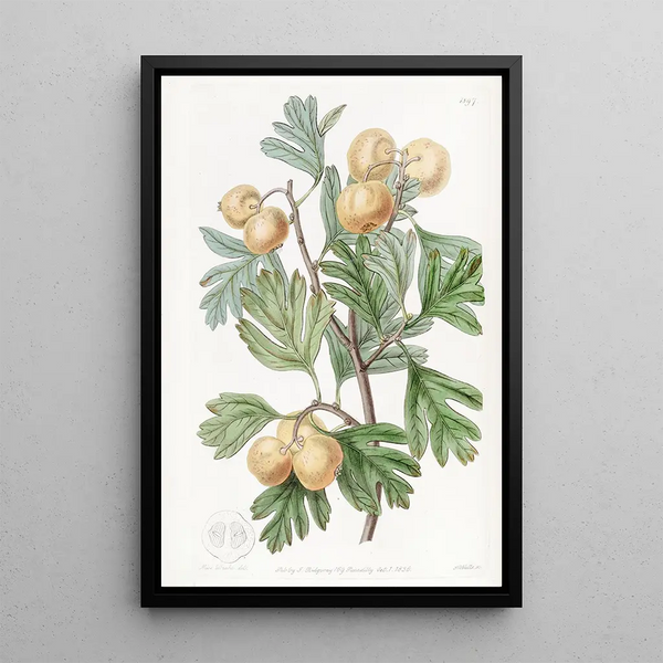 L'aronia épineux - Sydenham Edwards — framed artwork on a wall