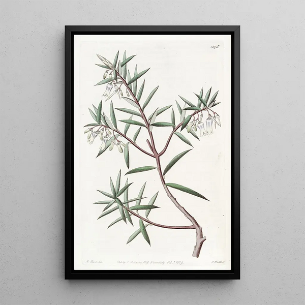 The Australian Cranberry - Sydenham Edwards — framed artwork on a wall