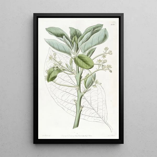 L'avocatier - Sydenham Edwards — framed artwork on a wall