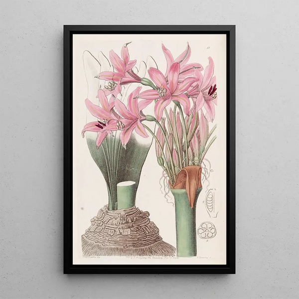 L'amaryllis by Banks - Sydenham Edwards — framed artwork on a wall