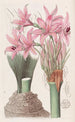 L'amaryllis by Banks - Sydenham Edwards — artwork view