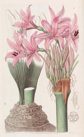 L'amaryllis by Banks - Sydenham Edwards — artwork view