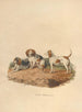 The Beagle - Sydenham Edwards — artwork view