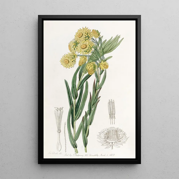 La belle Morna - Sydenham Edwards — framed artwork on a wall