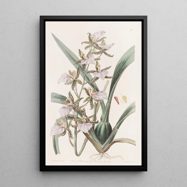 La langue de dent de Bicton - Sydenham Edwards — framed artwork on a wall
