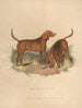 The Blood Dog - Sydenham Edwards — artwork view