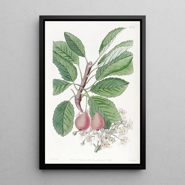 The pear tree of Bollwyller - Sydenham Edwards — framed artwork on a wall