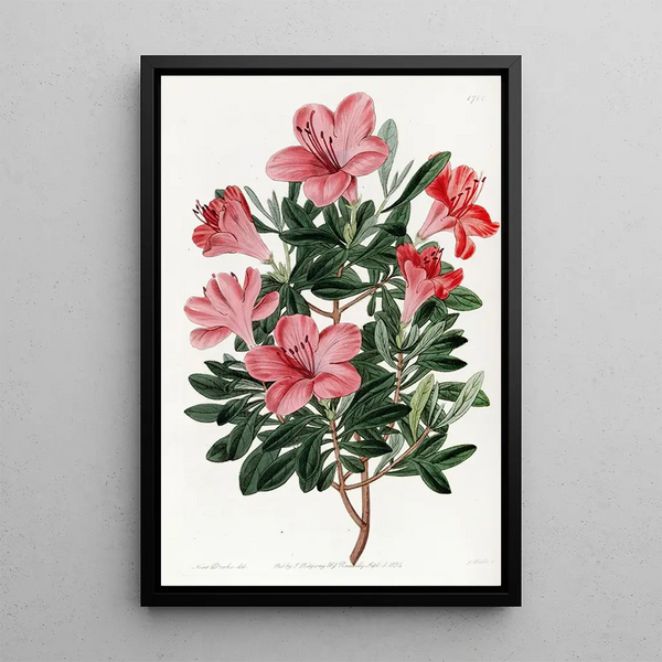 L'azalée chinoise rouge brique - Sydenham Edwards — framed artwork on a wall