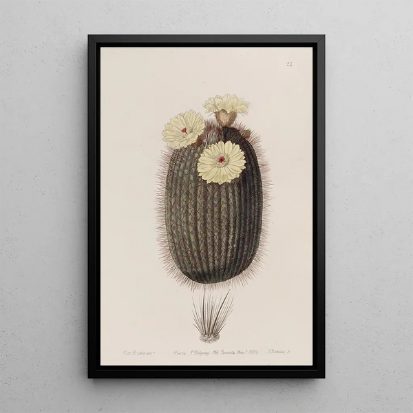 The broom cactus - Sydenham Edwards — framed artwork on a wall