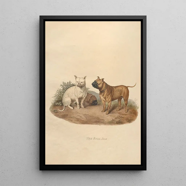 The Bulldog - Sydenham Edwards — framed artwork on a wall