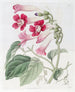 Le Bignonia Chérère - Sydenham Edwards — artwork view
