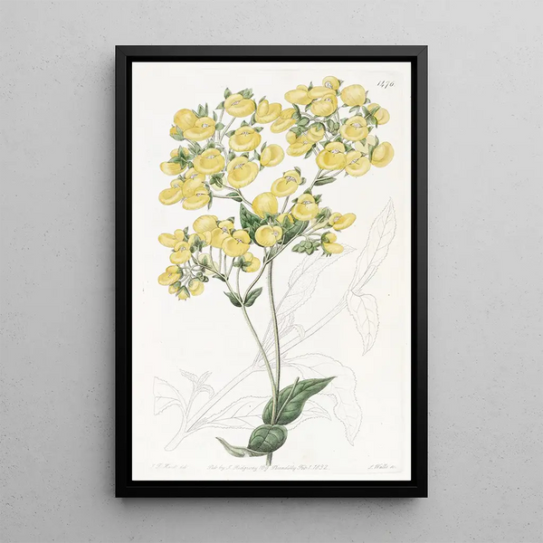 La fleur de pantoufle de Chiloé - Sydenham Edwards — framed artwork on a wall