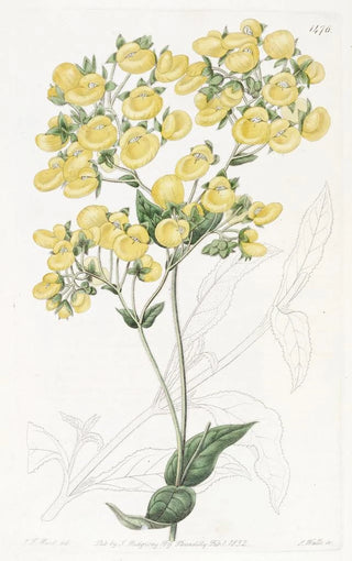 La fleur de pantoufle de Chiloé - Sydenham Edwards — artwork view
