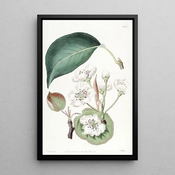 The Chinese Pear Tree - Sydenham Edwards — framed artwork on a wall