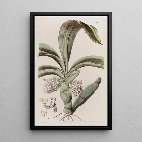 La laineuse à tête serrée - Sydenham Edwards — framed artwork on a wall