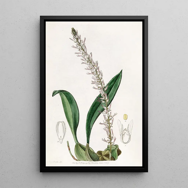 Le bolbophyllum coco - Sydenham Edwards — framed artwork on a wall