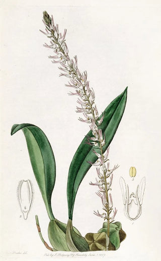 Le bolbophyllum coco - Sydenham Edwards — artwork view