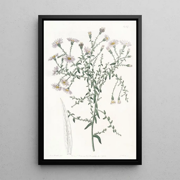 L'aster à feuilles de coris - Sydenham Edwards — framed artwork on a wall