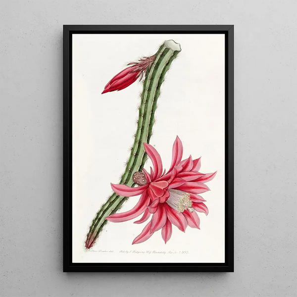 The Crimson Ceres Climbing - Sydenham Edwards — framed artwork on a wall