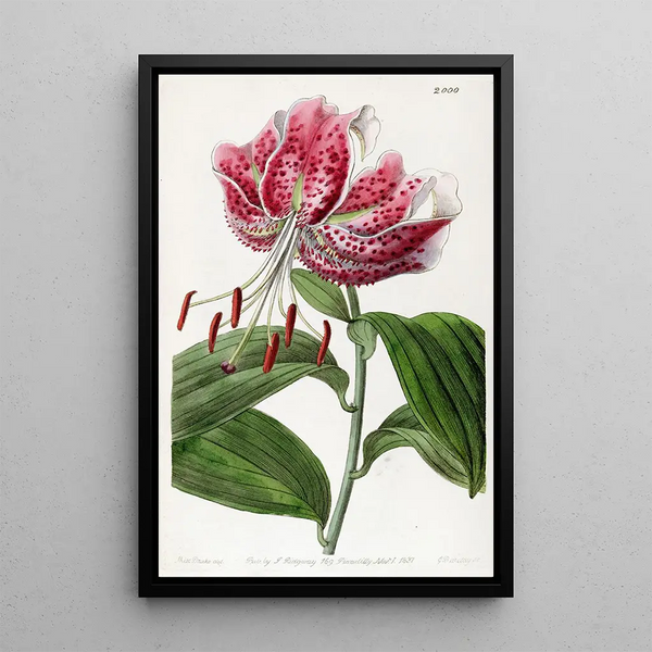 The Crimson Lily of Japan - Sydenham Edwards — framed artwork on a wall