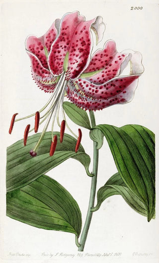 The Crimson Lily of Japan - Sydenham Edwards — artwork view