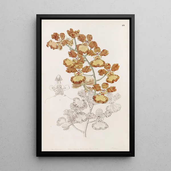 L'oncid with cut ears - Sydenham Edwards — framed artwork on a wall