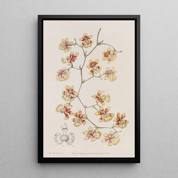 L'oncidium cushion - Sydenham Edwards — framed artwork on a wall